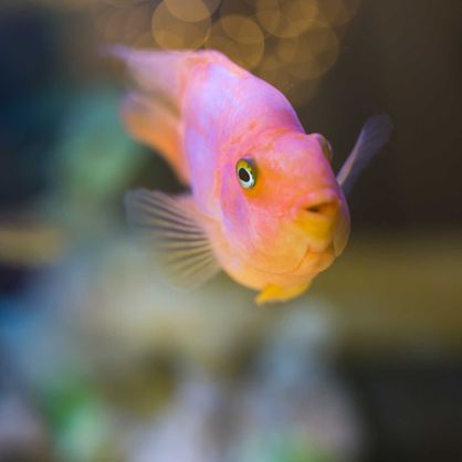 Fisch im Aquarium bei Dentalkids